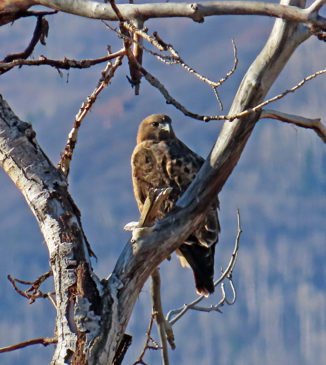 Red-tailed Hawk - ML644091394