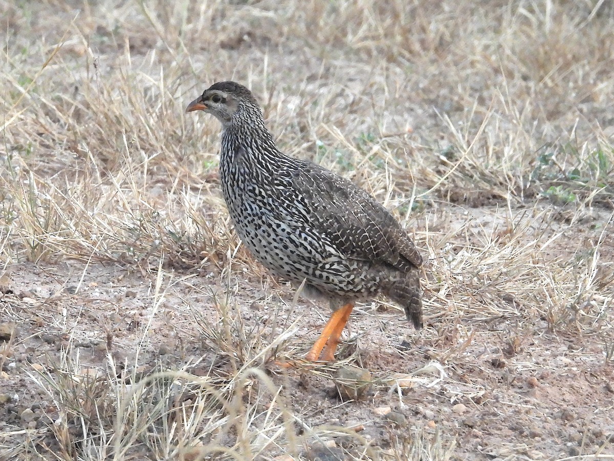 Francolin à bec jaune - ML644091396