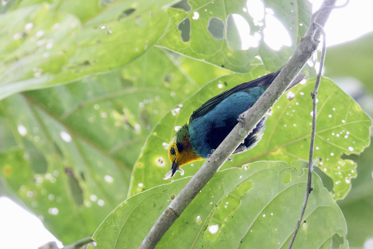Multicolored Tanager - ML644091397