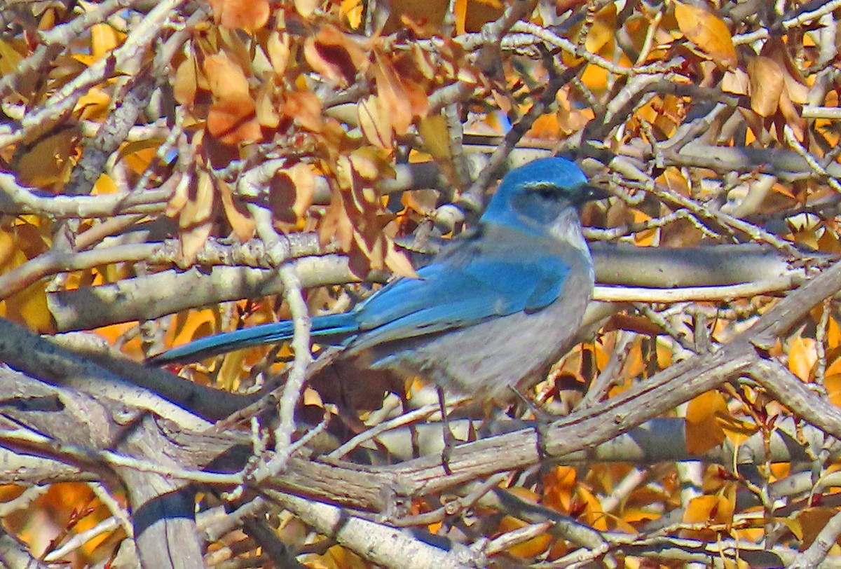 Woodhouse's Scrub-Jay - ML644091404