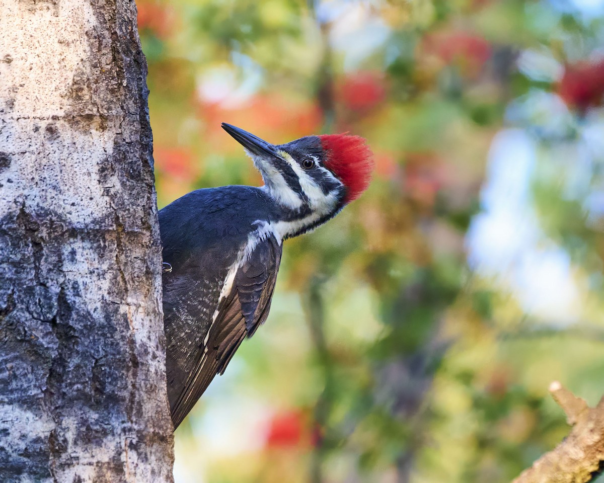 Жовна північна - ML644091405