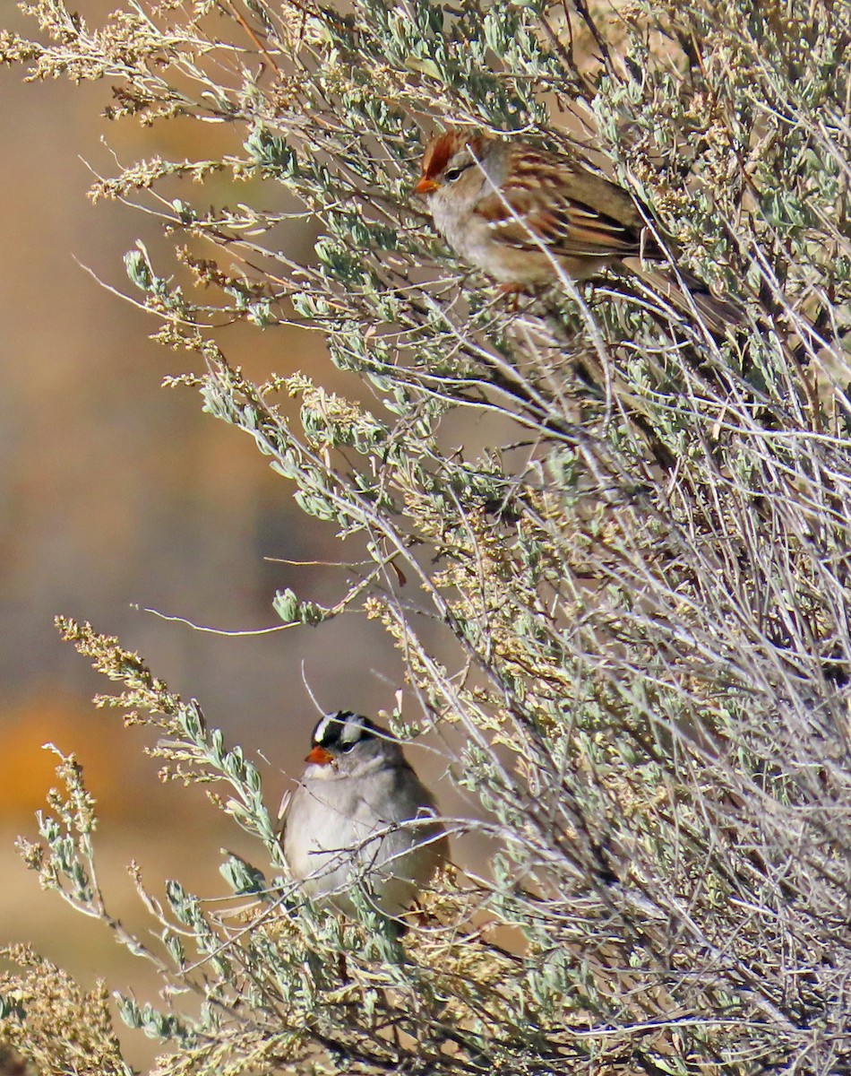 White-crowned Sparrow (Gambel's) - ML644091423