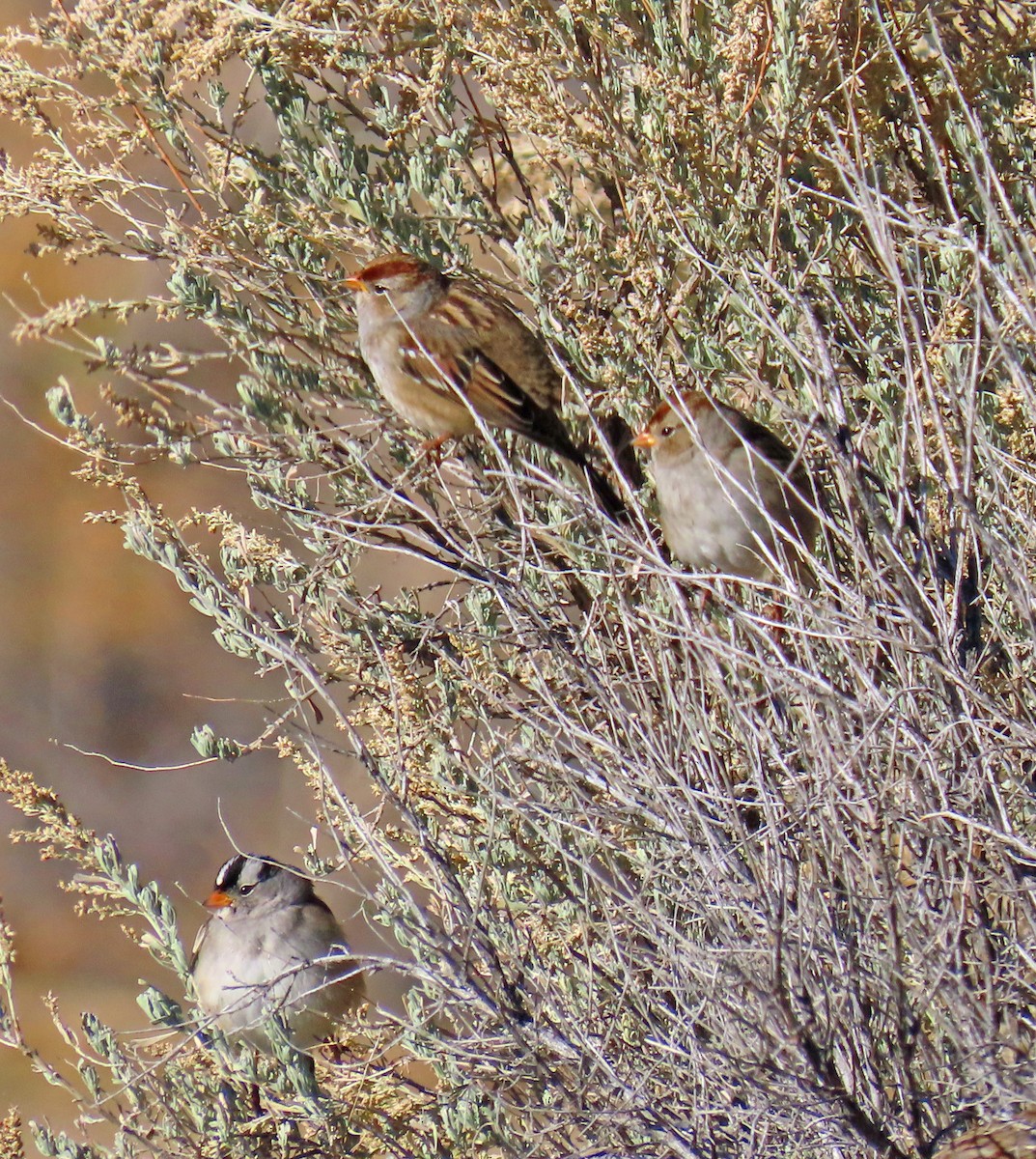 White-crowned Sparrow (Gambel's) - ML644091424