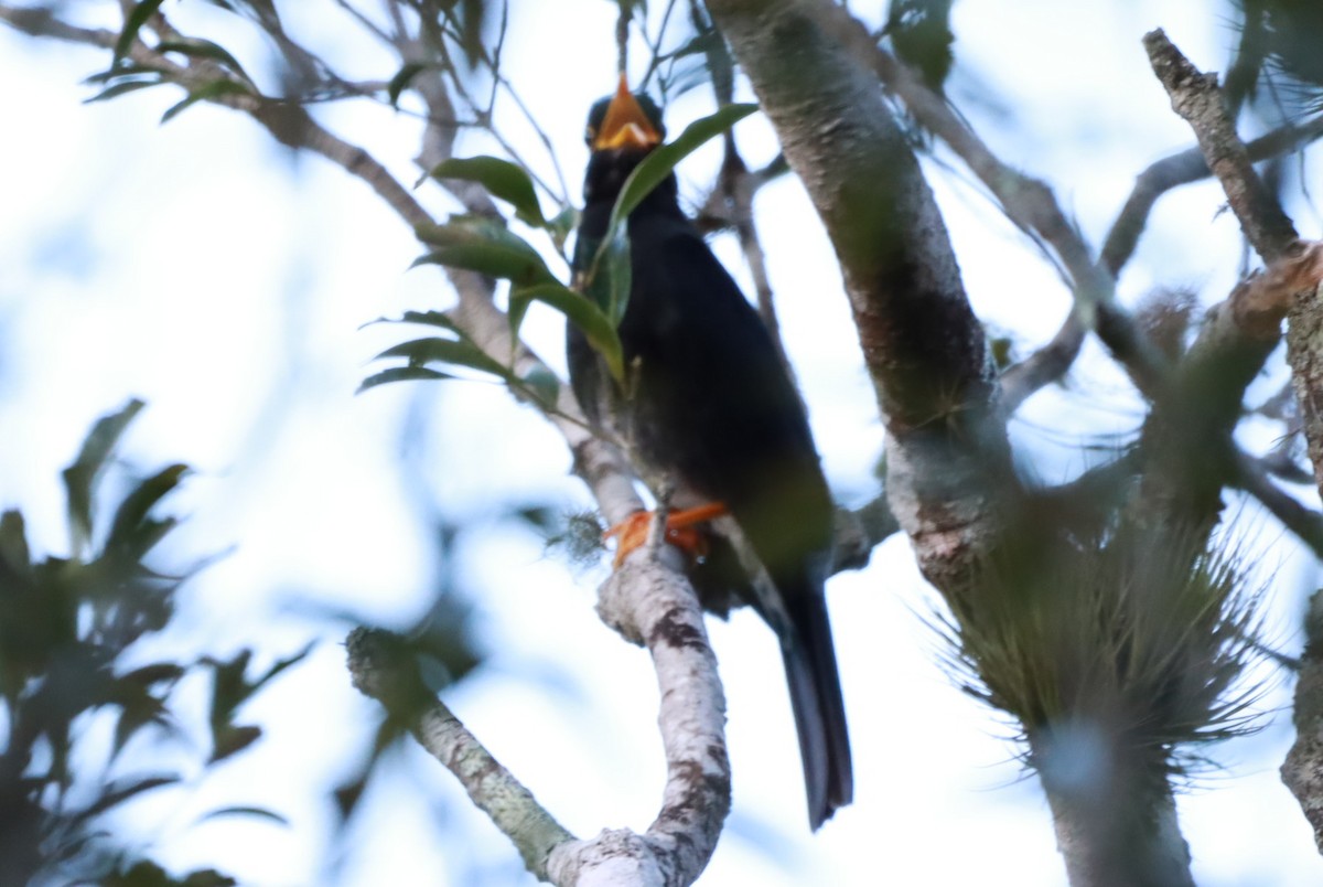Yellow-legged Thrush - ML644091439