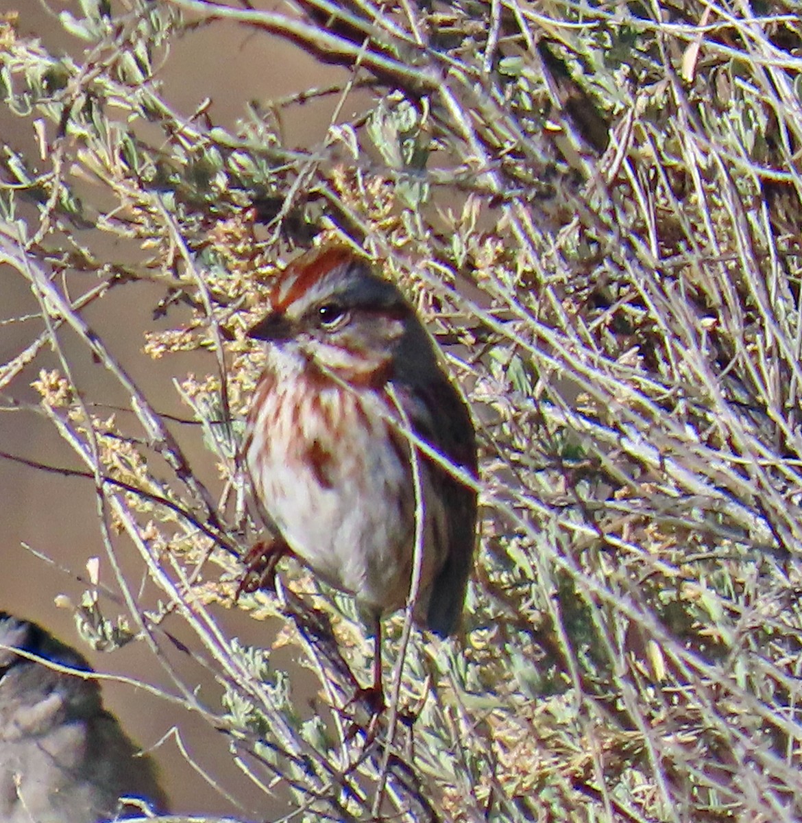 Song Sparrow - ML644091440