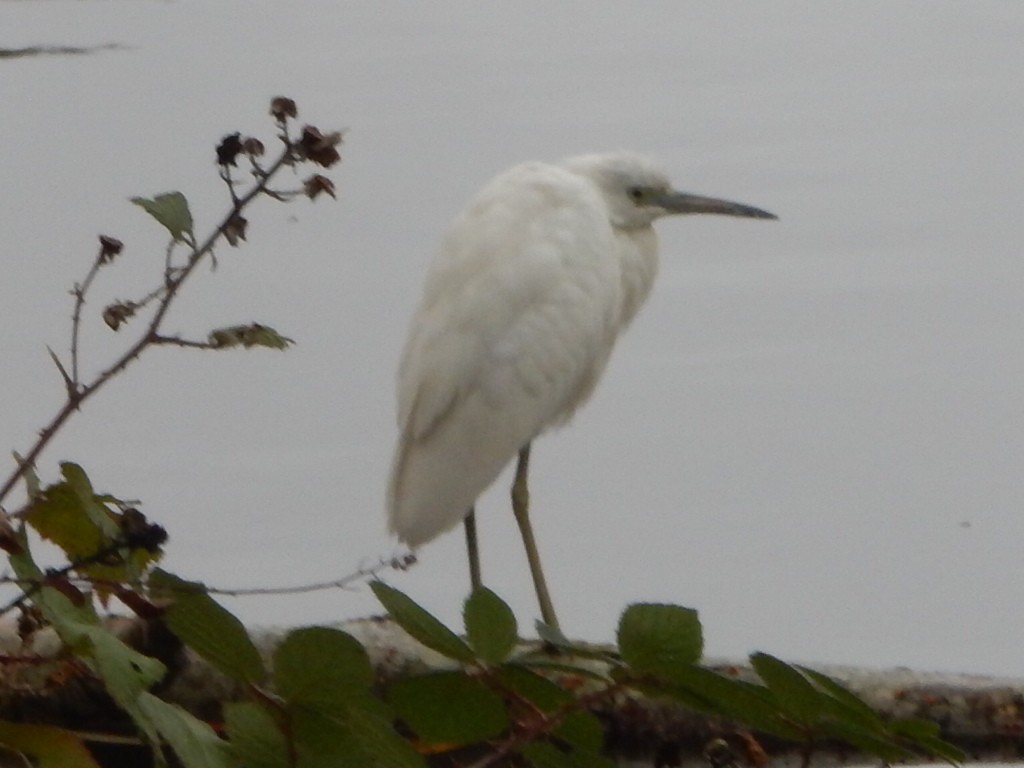 Little Blue Heron - ML644091456