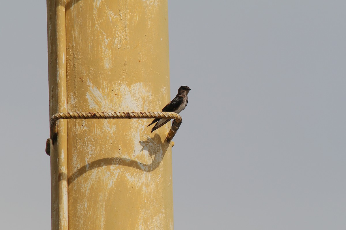 Gray-breasted Martin - ML644091464