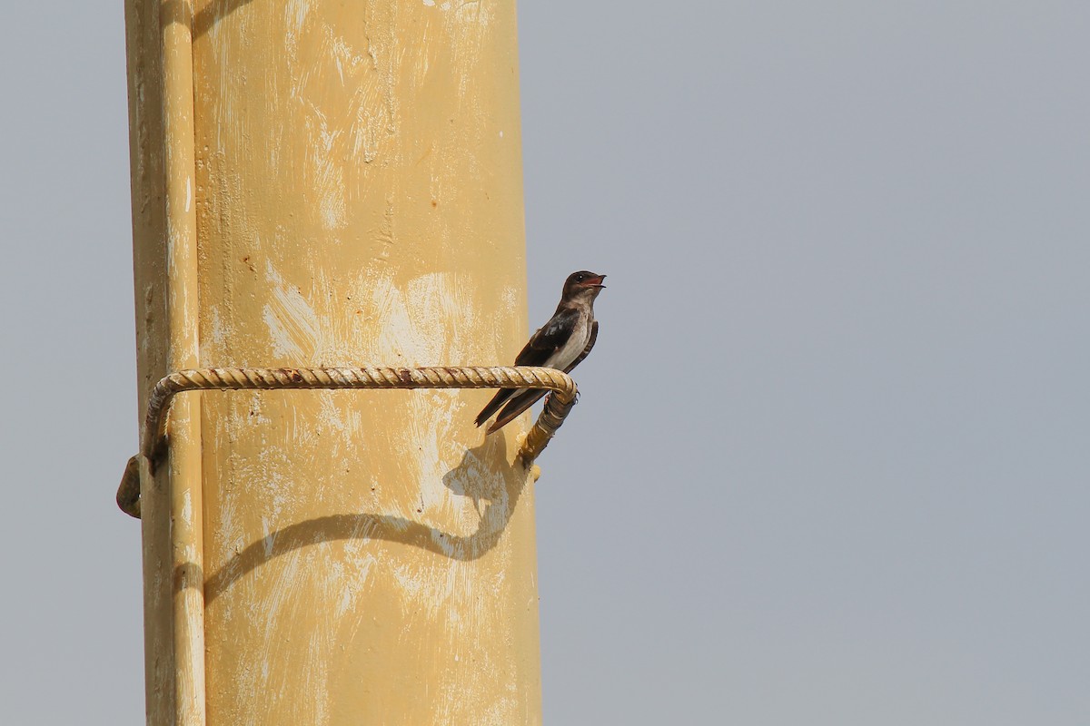 Gray-breasted Martin - ML644091465