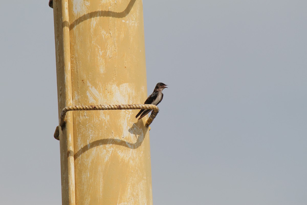 Gray-breasted Martin - ML644091466