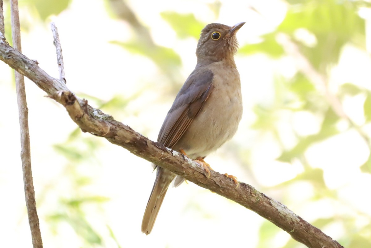 Yellow-legged Thrush - ML644091470