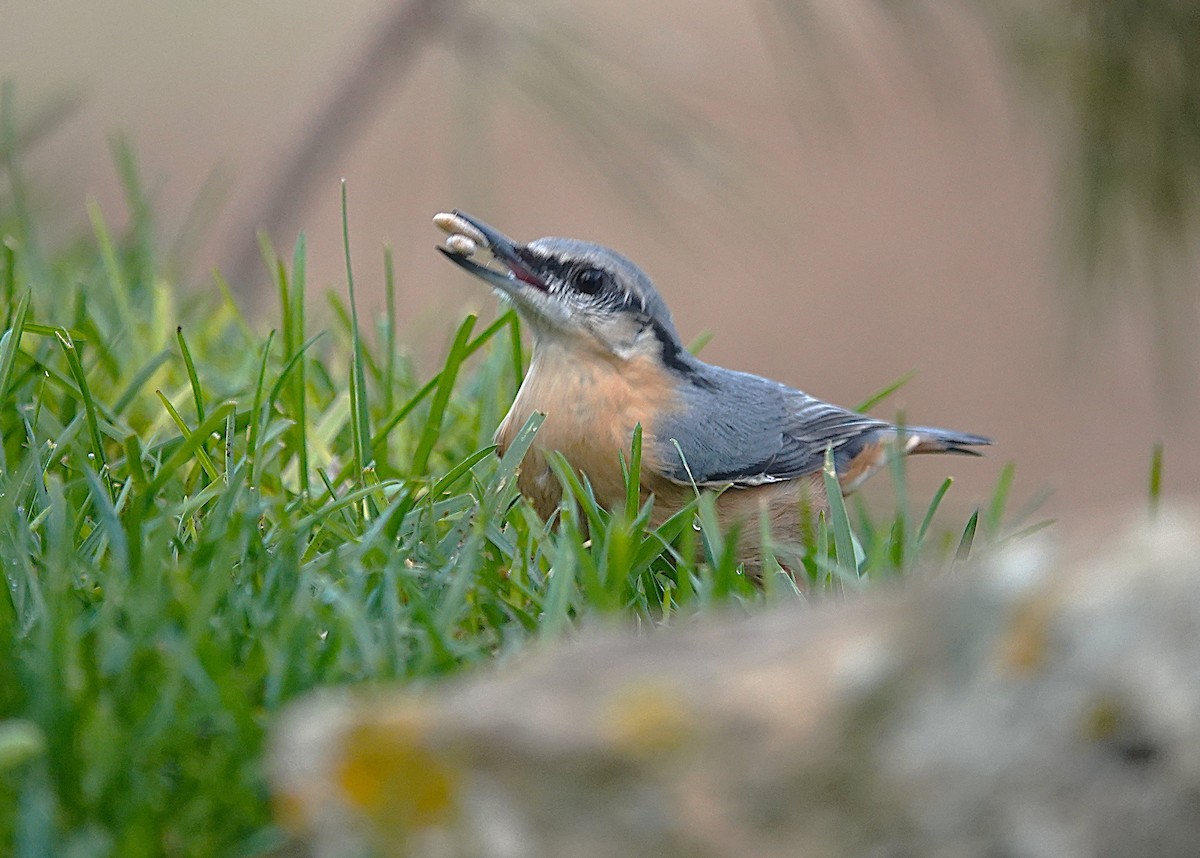 Garrapo eurasiarra - ML644091478