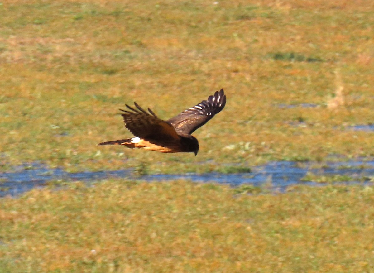 Northern Harrier - ML644091495