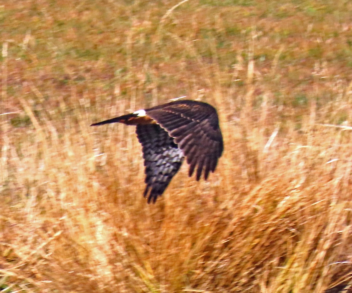 Northern Harrier - ML644091496