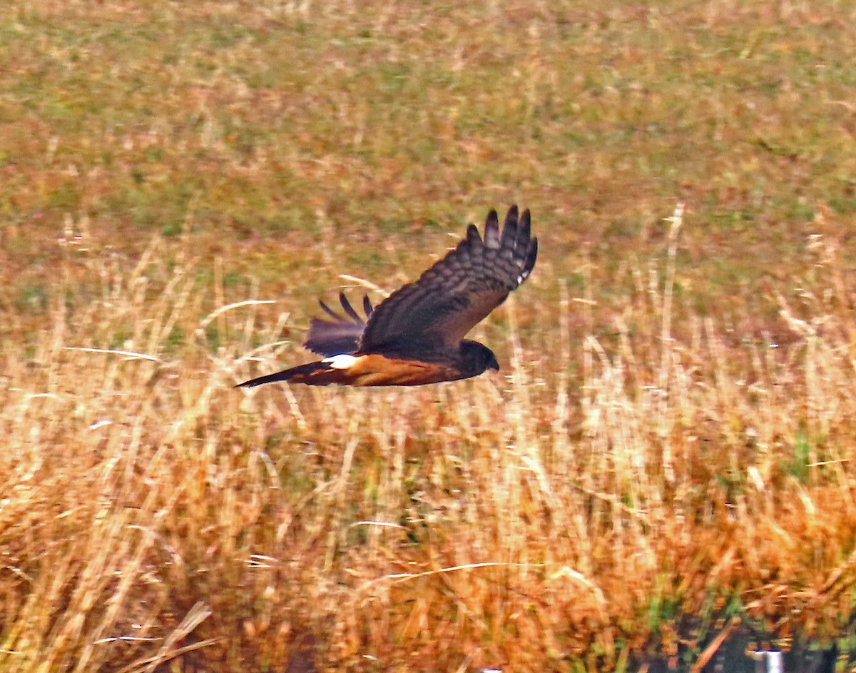 Northern Harrier - ML644091497