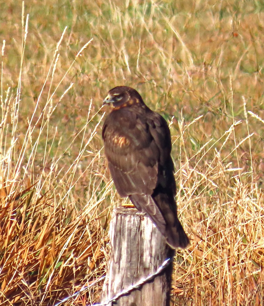 Northern Harrier - ML644091498