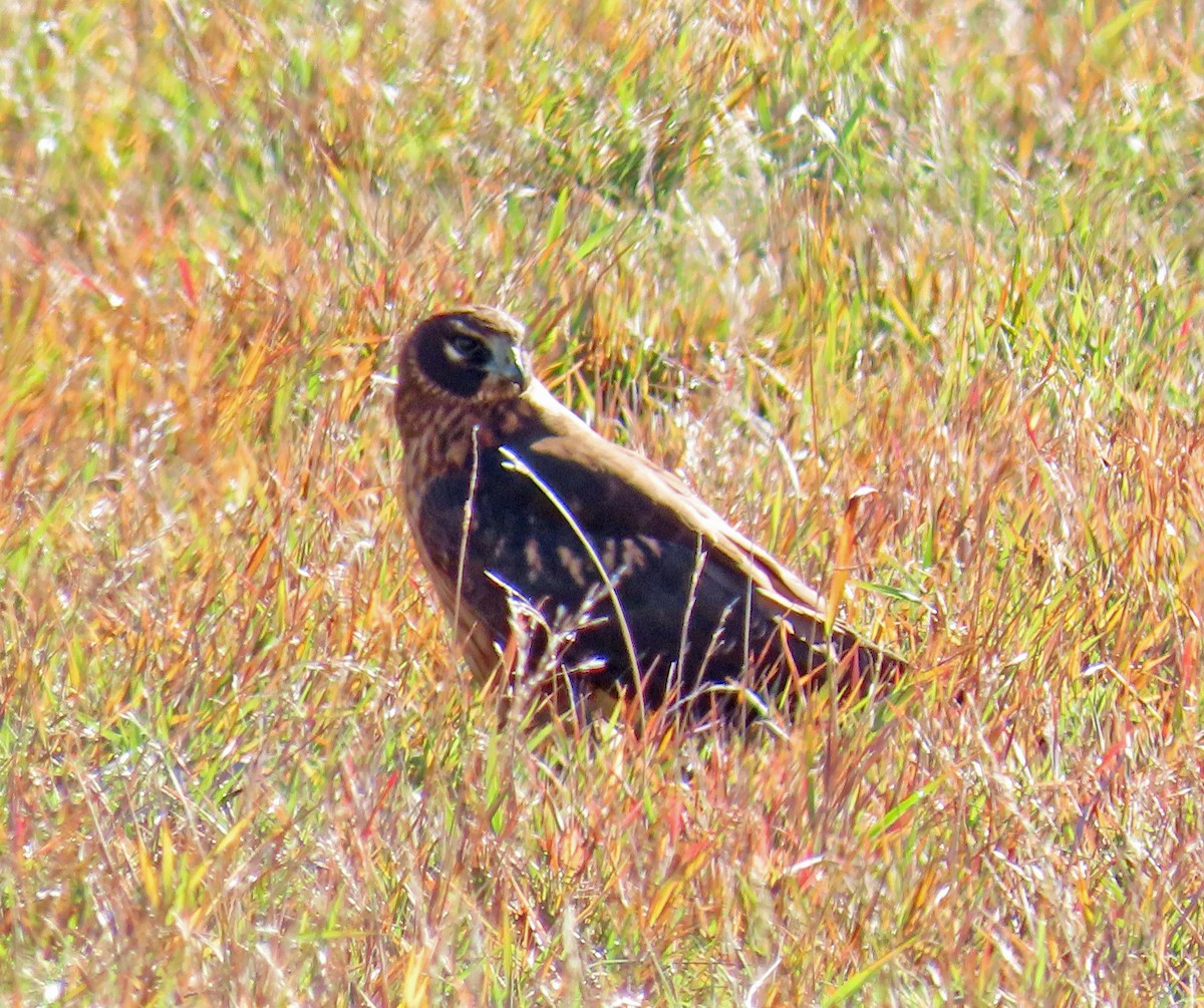 Northern Harrier - ML644091499