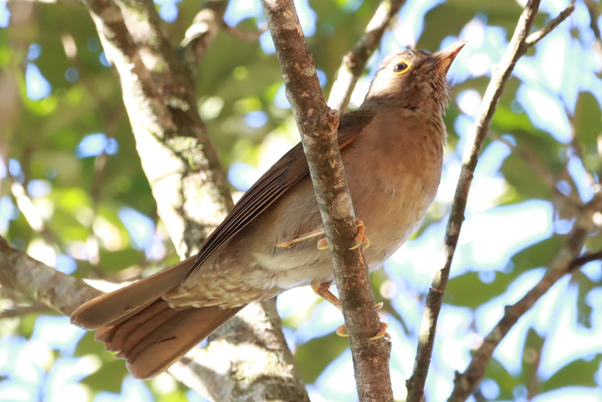 Yellow-legged Thrush - ML644091506