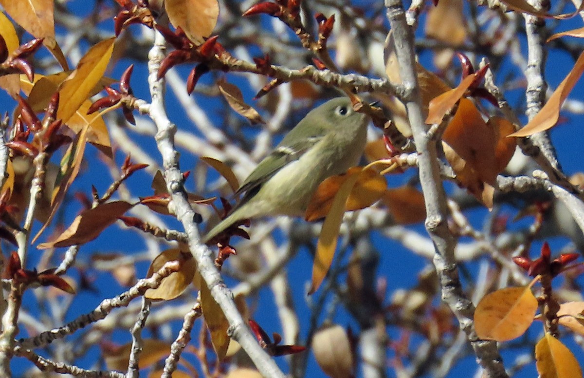 Ruby-crowned Kinglet - ML644091525