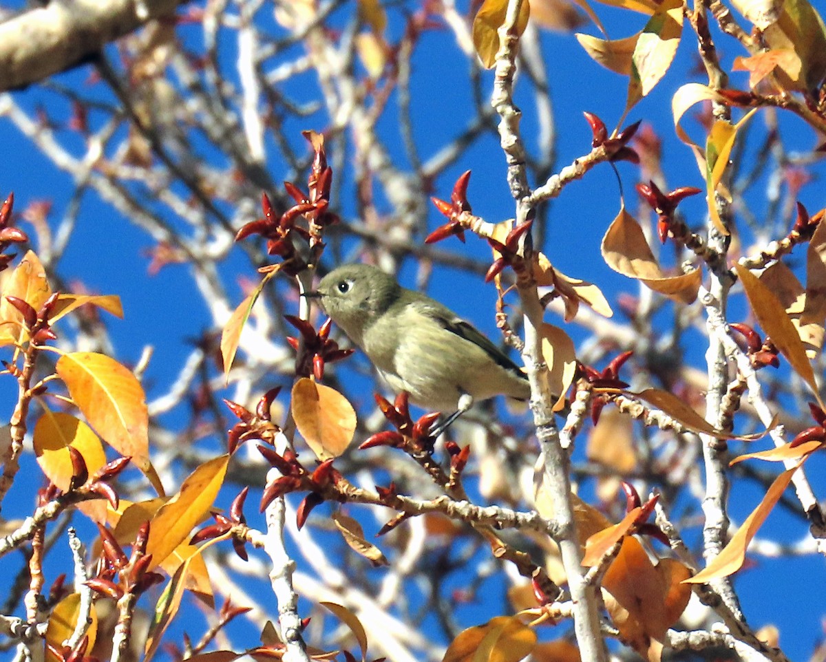 Ruby-crowned Kinglet - ML644091526