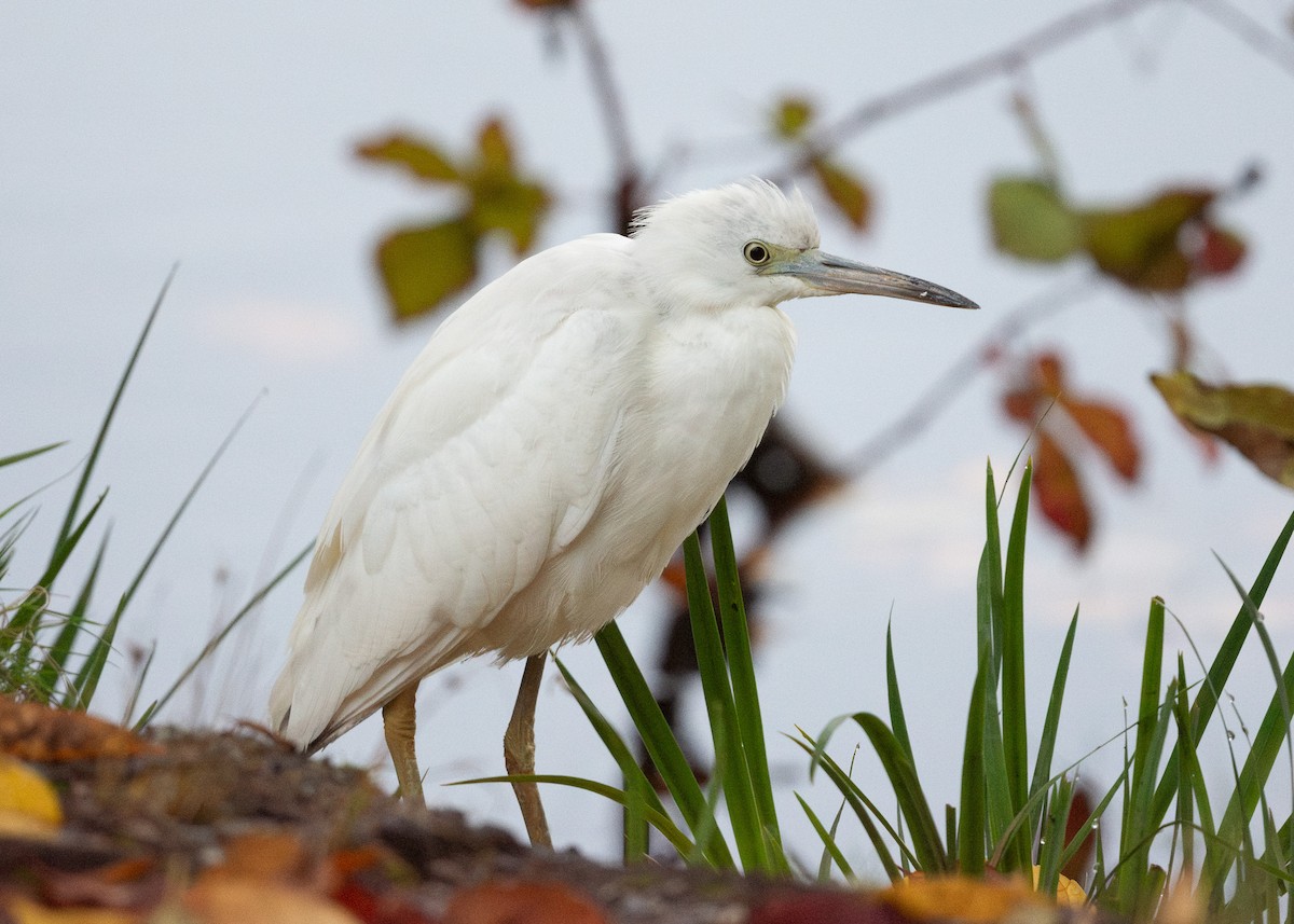 Little Blue Heron - ML644091532