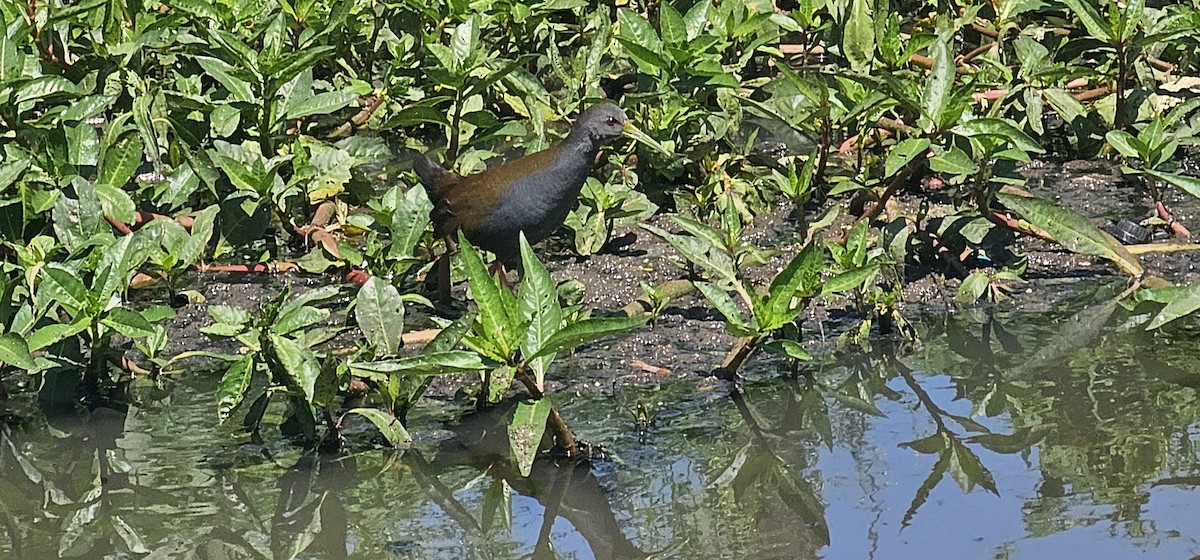 キタハイイロクイナ - ML644091535