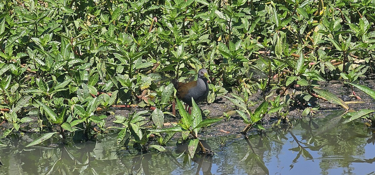 キタハイイロクイナ - ML644091536