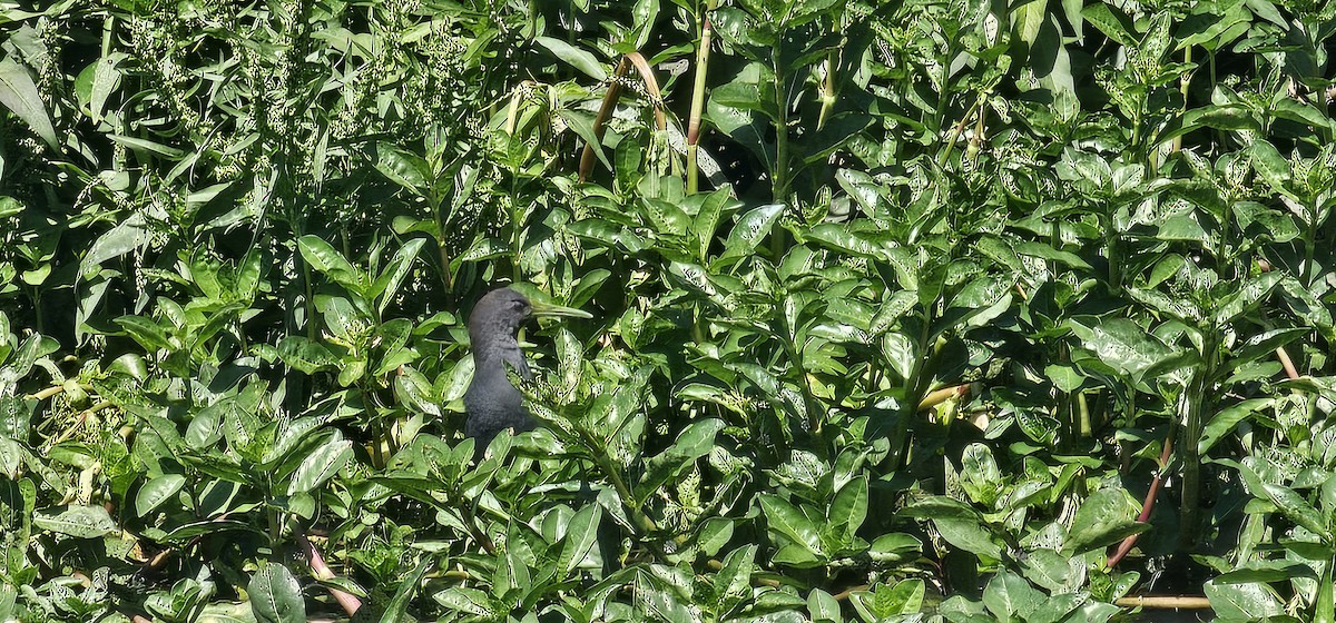 キタハイイロクイナ - ML644091537