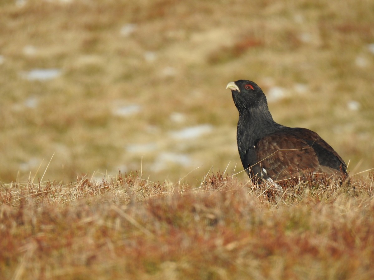 Basoilarra - ML644091538