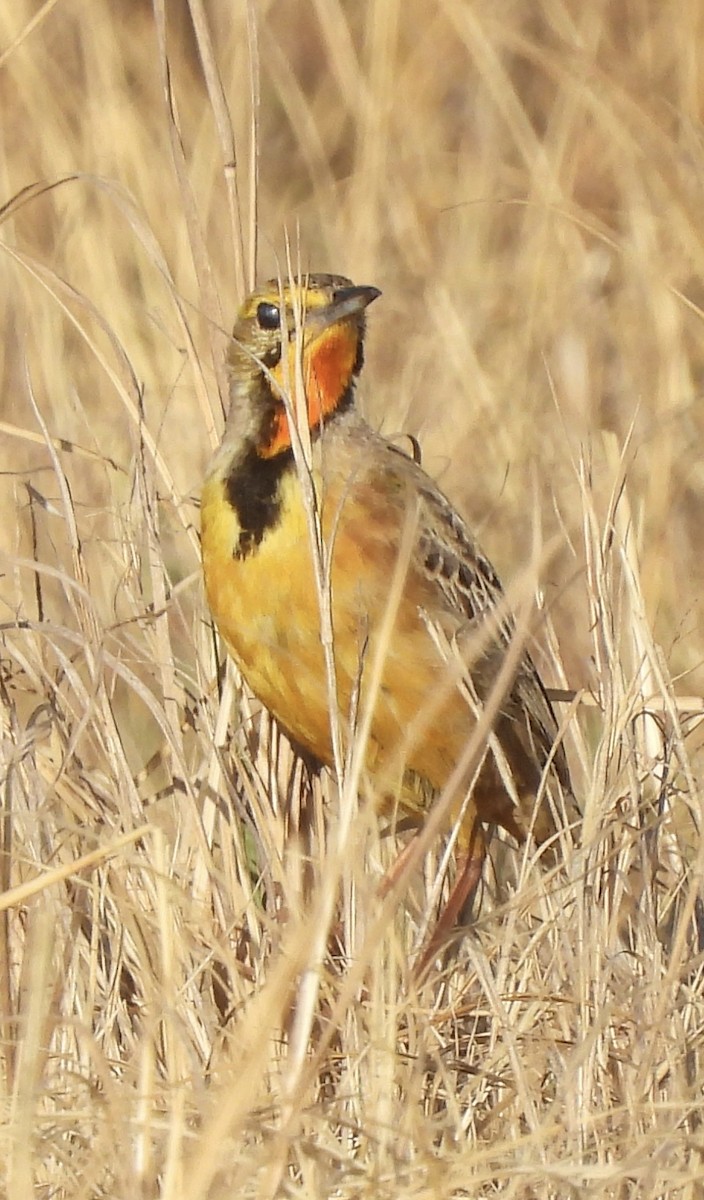 Капский шпорник - ML644091555