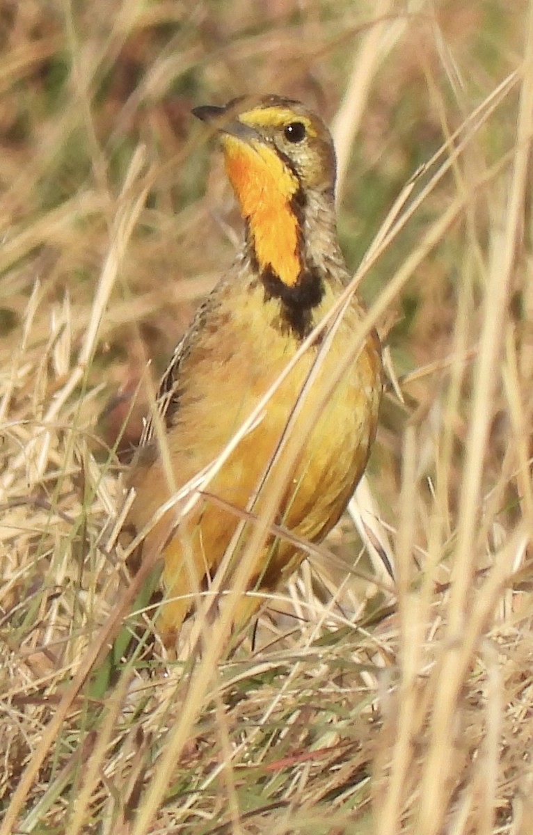 Капский шпорник - ML644091558