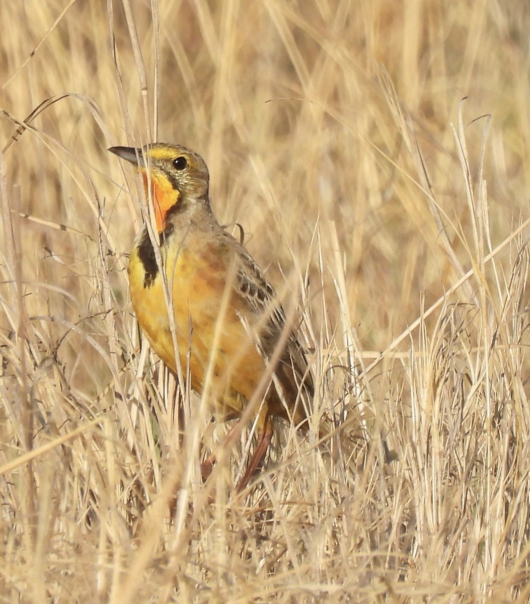 Капский шпорник - ML644091559