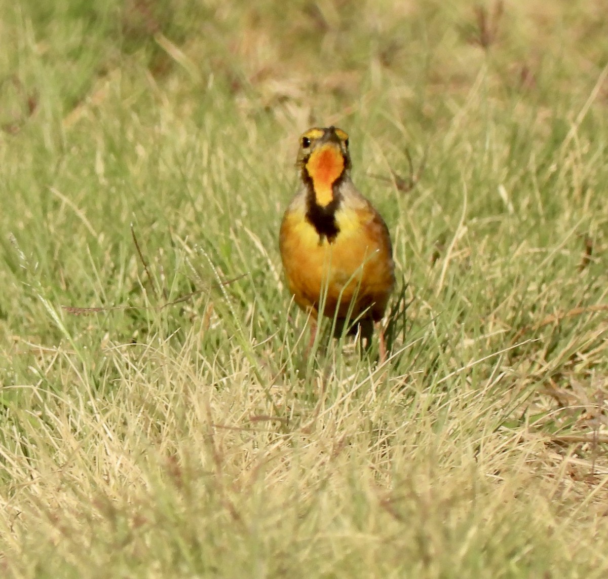 Капский шпорник - ML644091560