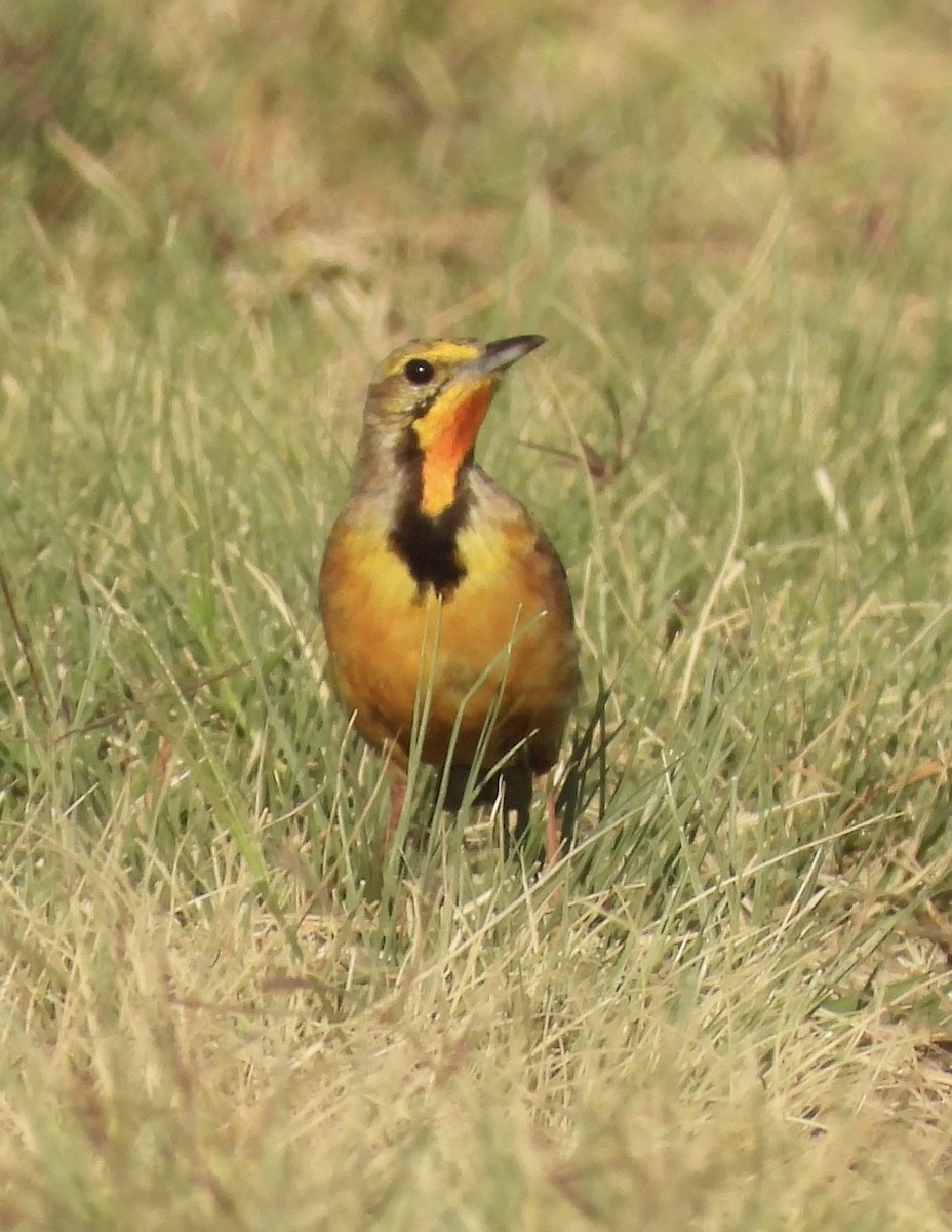 Капский шпорник - ML644091561