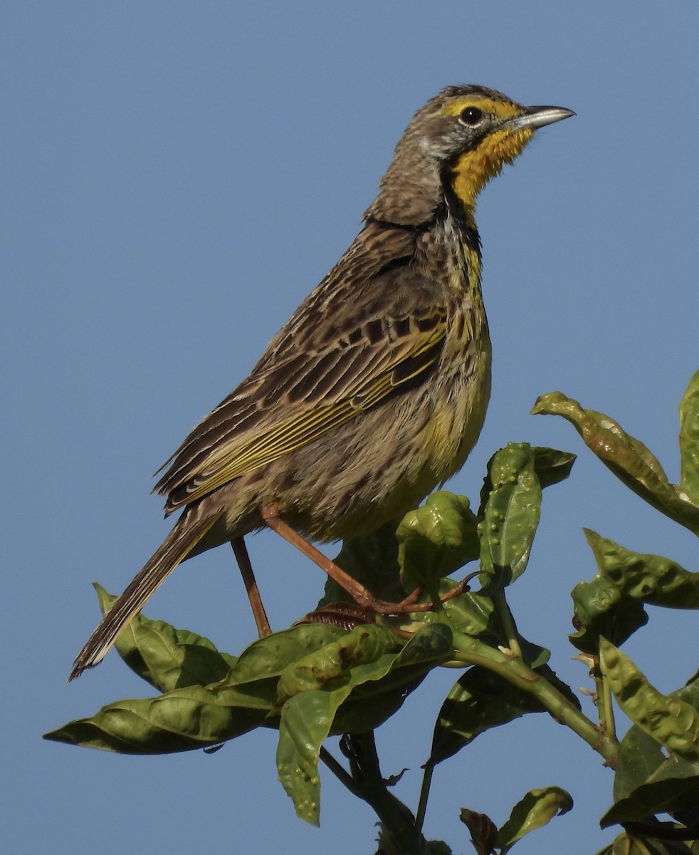 gulstrupepiplerke - ML644091587