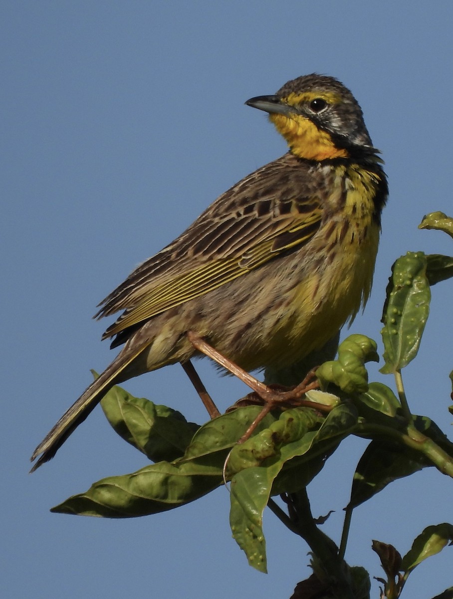 gulstrupepiplerke - ML644091588