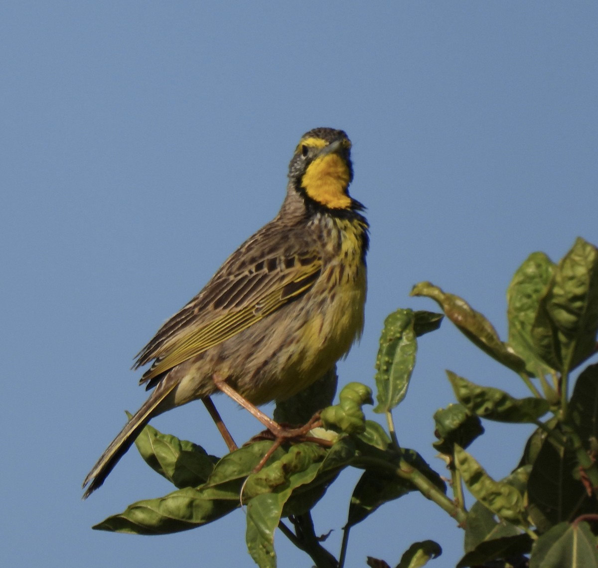 gulstrupepiplerke - ML644091589