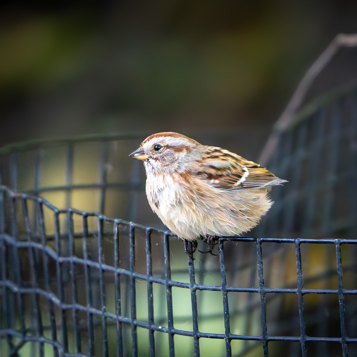 American Tree Sparrow - ML644091592