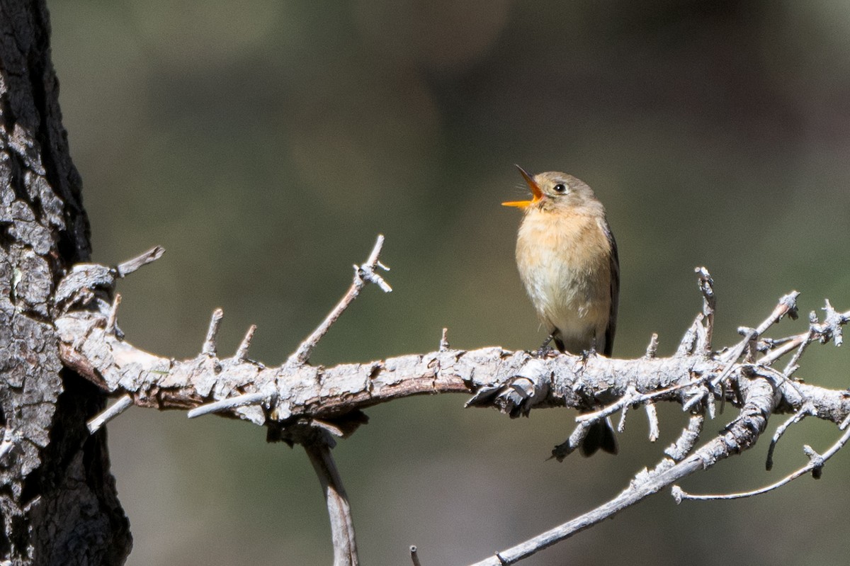 Buff-breasted Flycatcher - ML644091645
