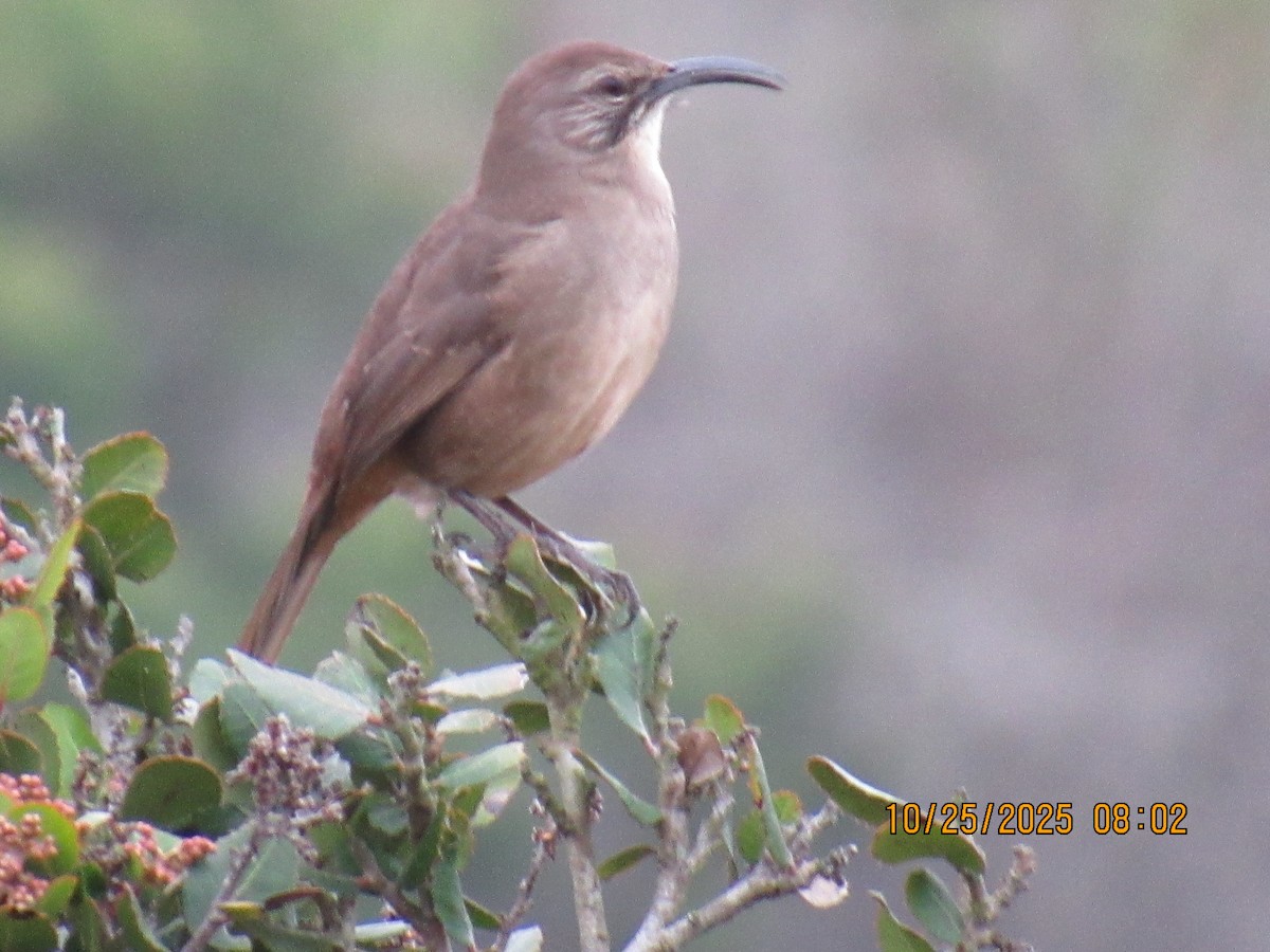 California Thrasher - ML644091646