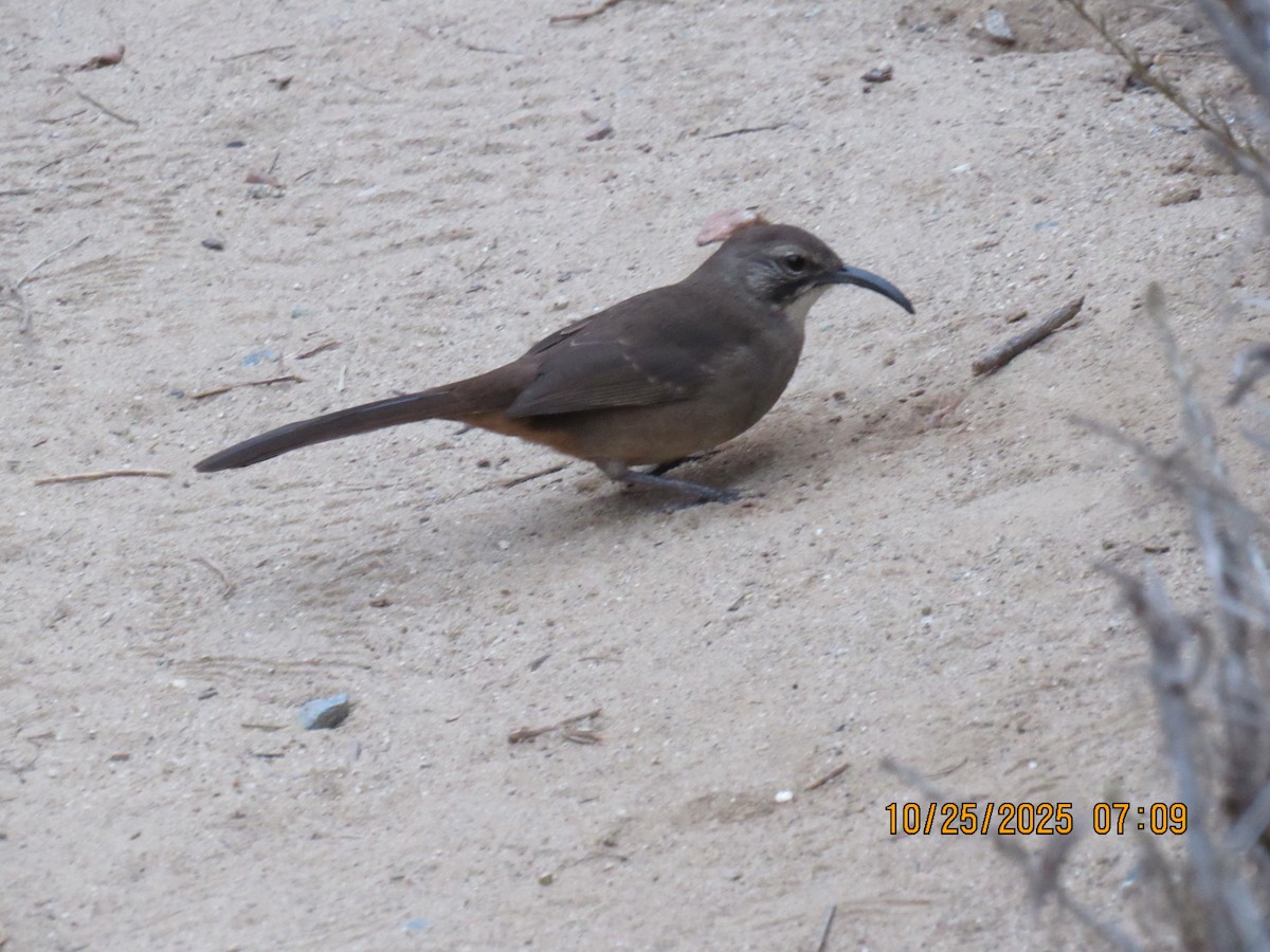 California Thrasher - ML644091673