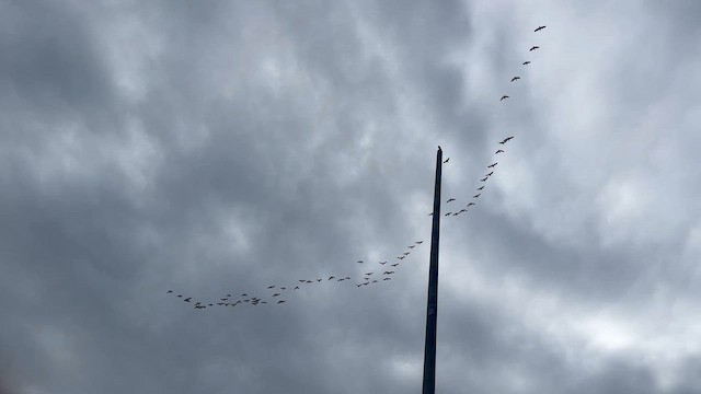 Cackling Goose - ML644091678