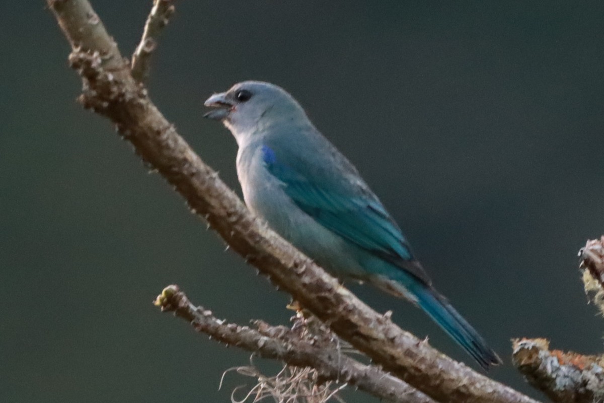 Azure-shouldered Tanager - ML644091688