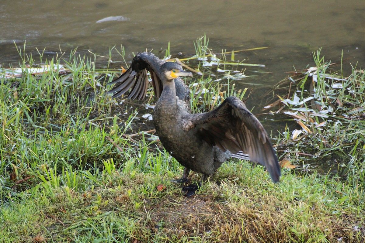 Great Cormorant - ML644091692