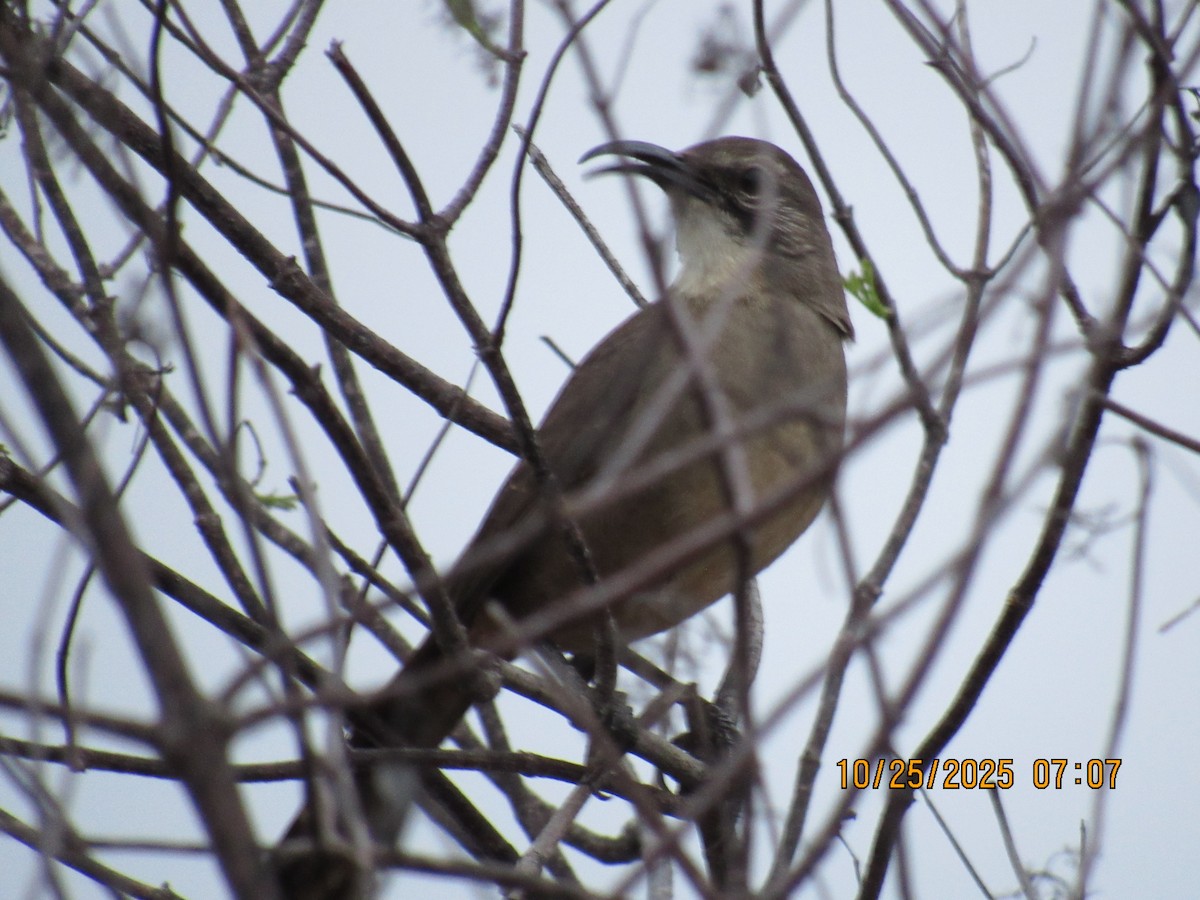 California Thrasher - ML644091696