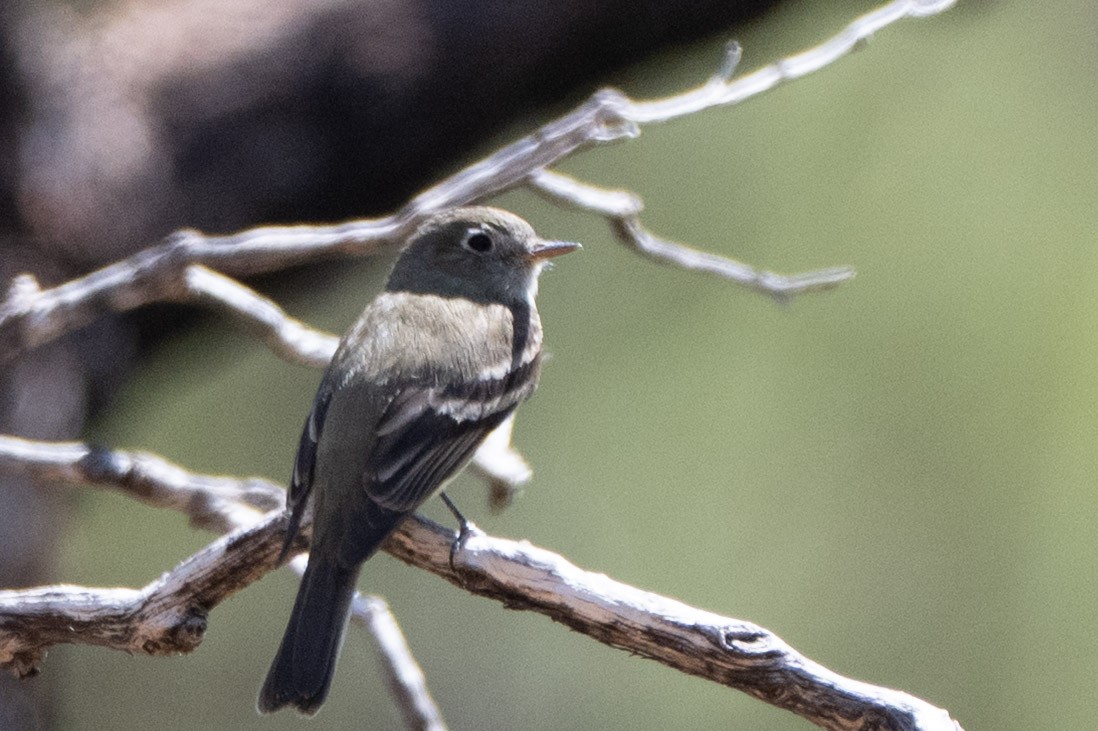 Dusky Flycatcher - ML644091697
