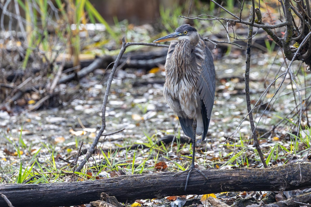 Great Blue Heron - ML644091699
