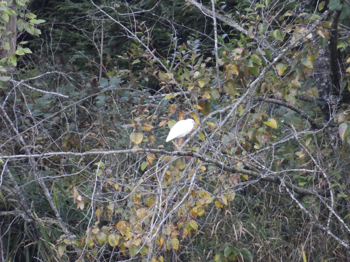Little Blue Heron - ML644091718