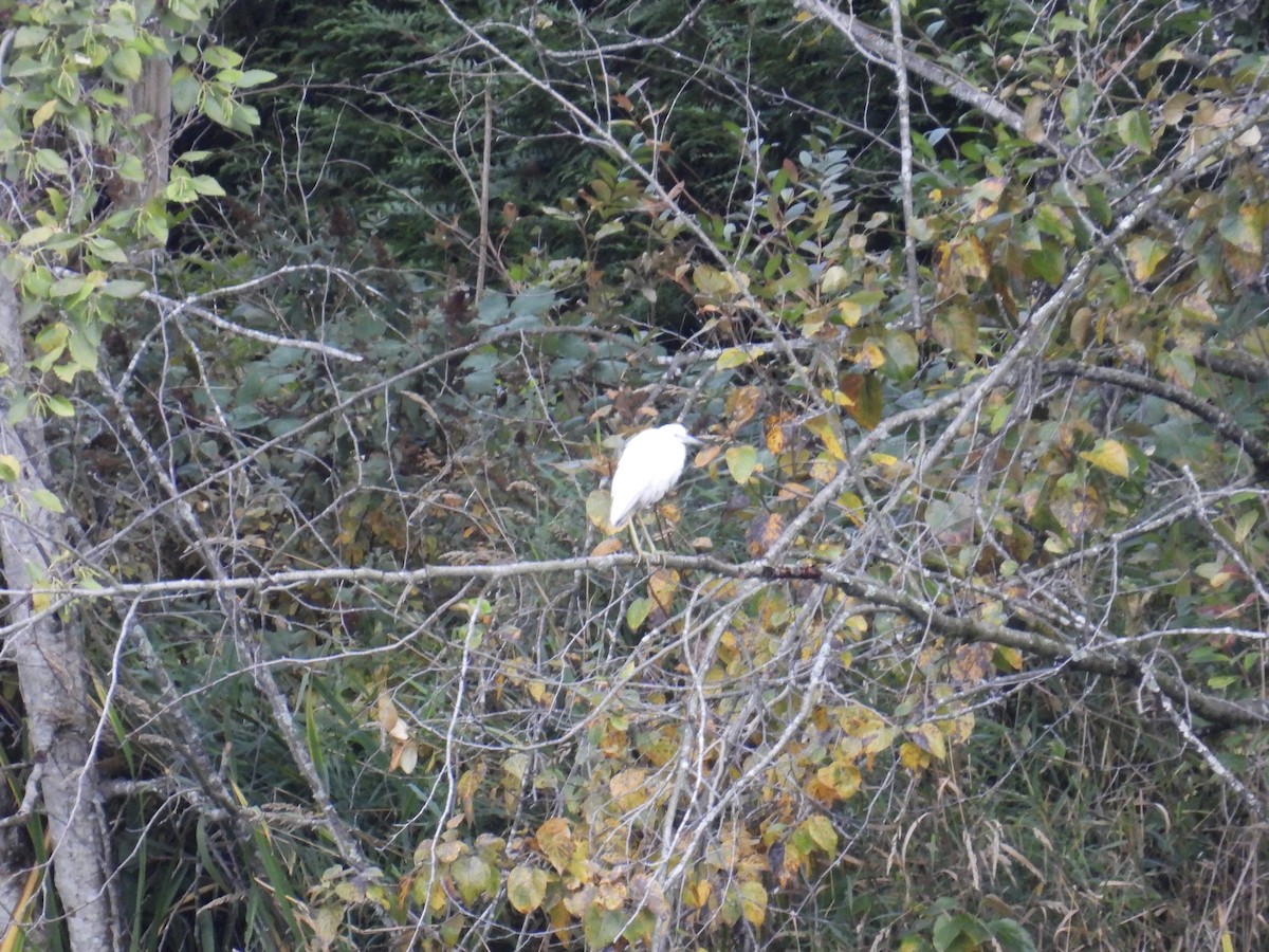 Little Blue Heron - ML644091719