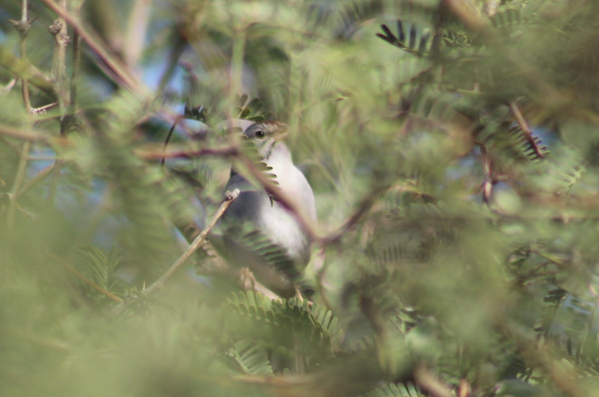 Rufous-winged Sparrow - ML644091725