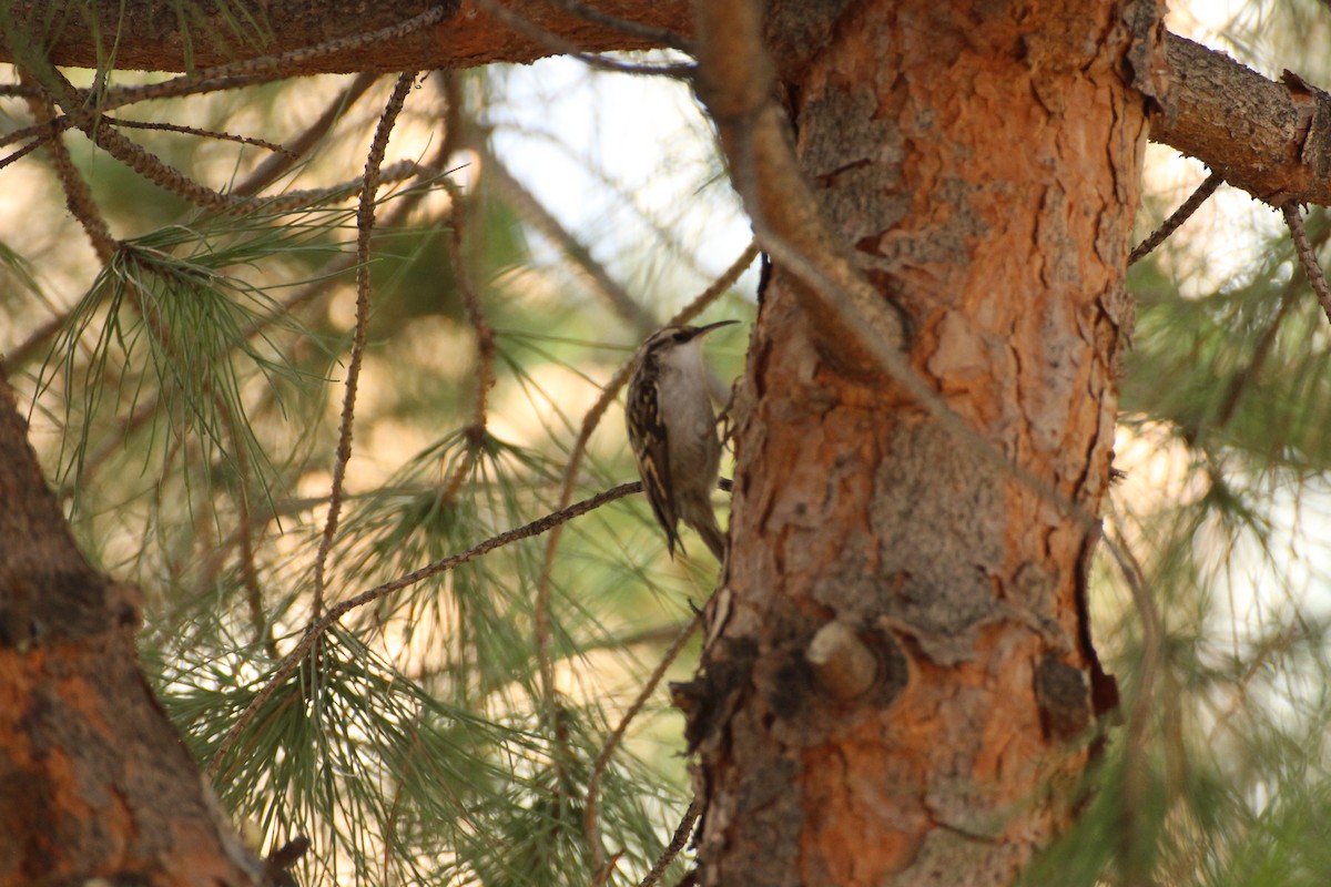 Gartenbaumläufer - ML644091739